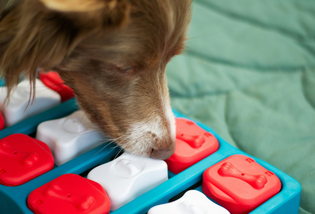 Barna-fehér orrú kutya intelligenciafejlesztő játékkal játszik