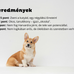 Corgi okosan néz a kutya intelligenciateszt eredményei mellett