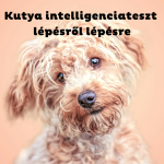 Barna bundás kutya barackszín háttér előtt okosan néz