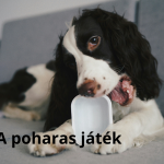 Fekete-fehér spániel egy műanyag poharat rág