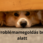 Corgi ágy alól néz