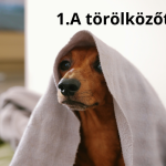 Barna színű tacskó, fején egy szürke törölközővel