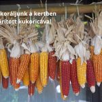 Őszi kerti dekoráció szárított kukoricával