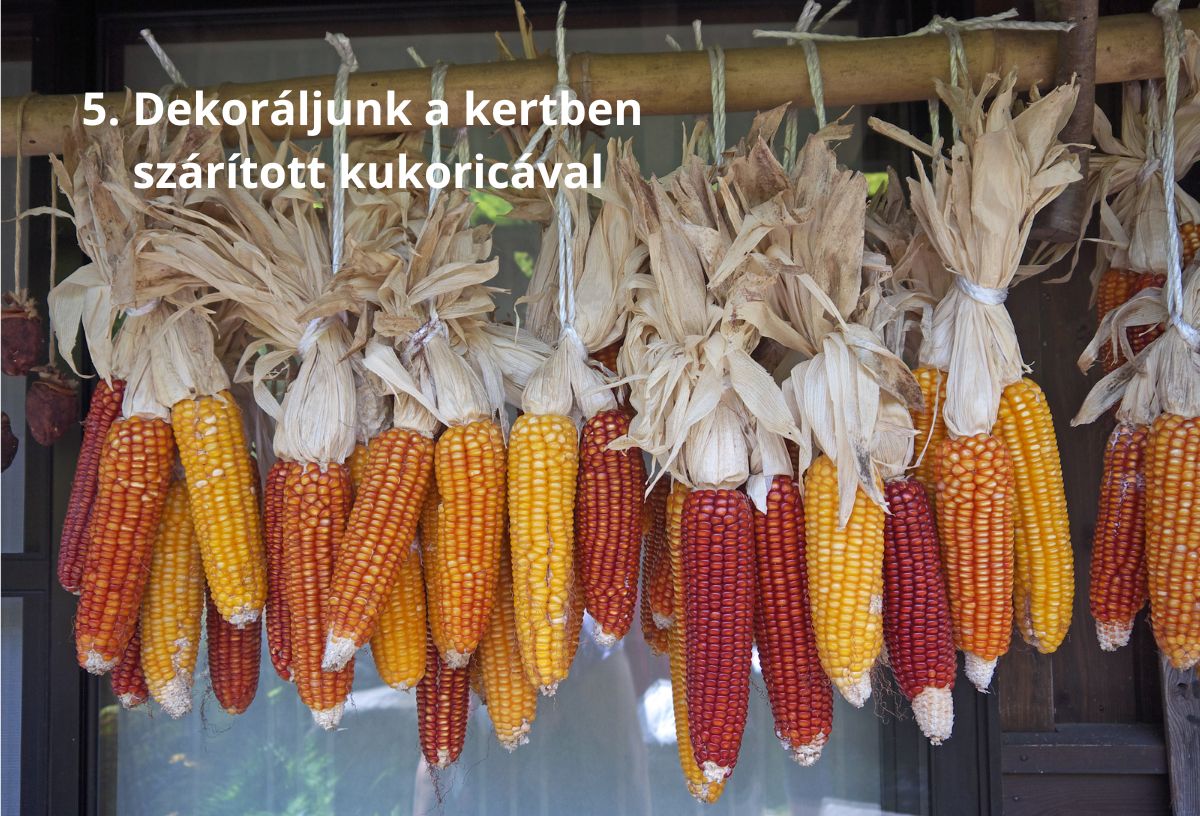 Őszi kerti dekoráció szárított kukoricával