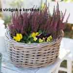 Őszi kerti dekoráció fehér kosárban szezonális virágok (erika és árvácska)