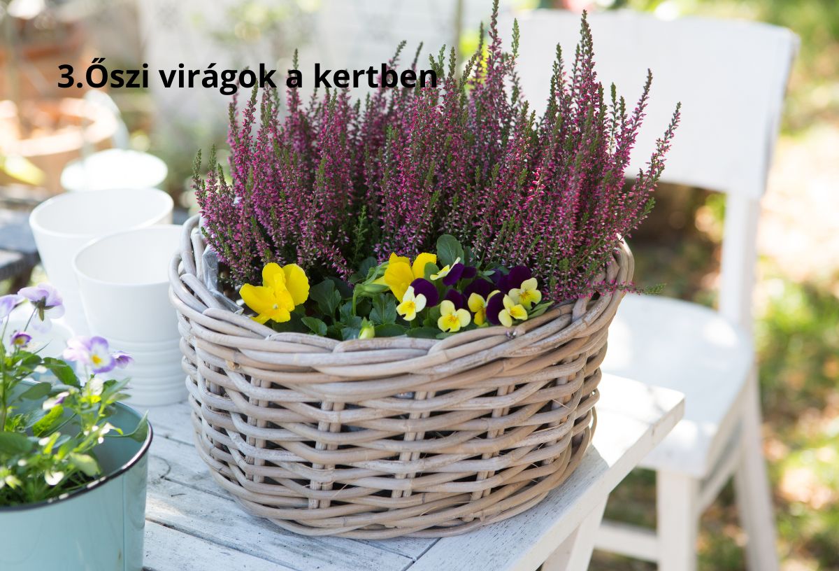Őszi kerti dekoráció fehér kosárban szezonális virágok (erika és árvácska)