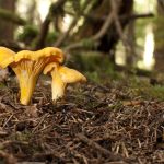 Sárga rókagomba