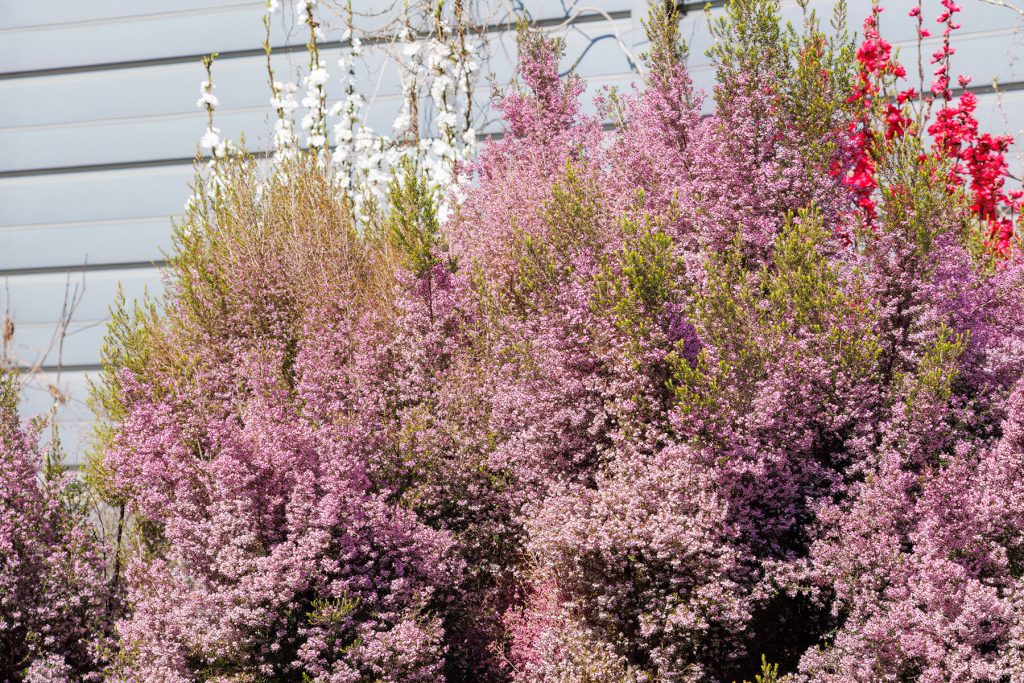 Erika lilás virágokkal