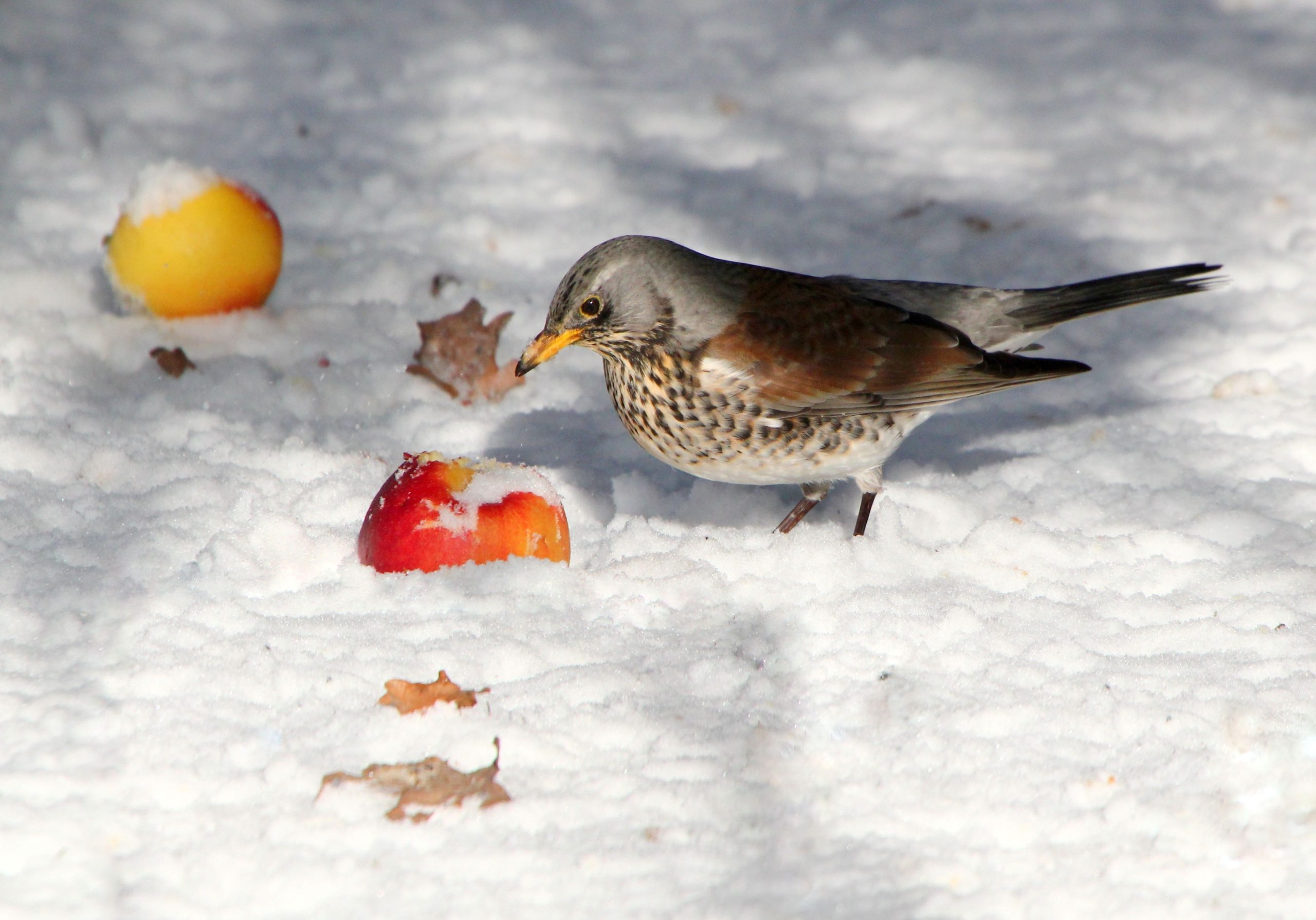 Fenyőrigó almát eszik
