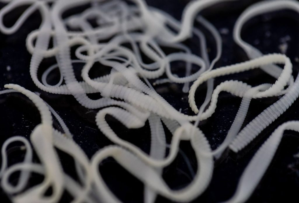 Galandféreg fekete-fehér mikroszkópos felvételen