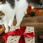 Macska egy ajándékdobozzal