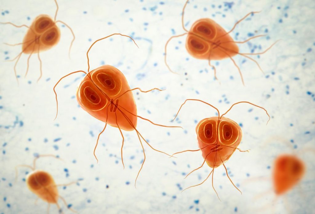 A giardia parazita számítógépes ábrázolása