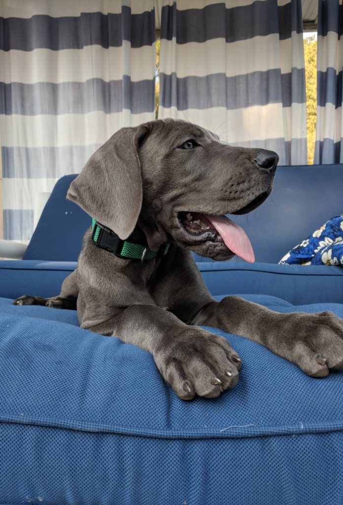 Weimari vizsla kék kanapén könyököl, kilóg a nyelve