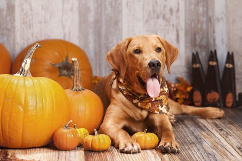 Egy kutya fekszik a sütőtökök között