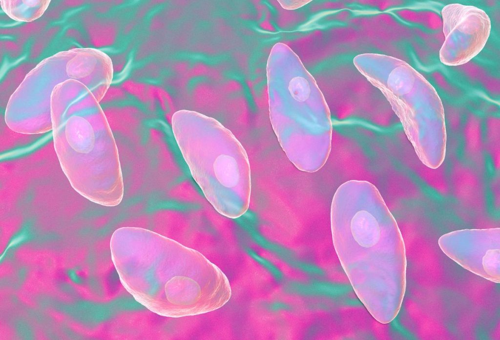 Toxoplasma paraziták számítógépes ábrázolása