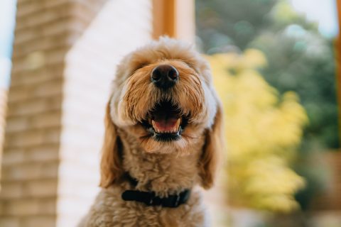 Egy aranyos Goldendoodle kutya portréja. Vidám aranyszőrű Goldendoodle kutya mosolyog a kamerába.