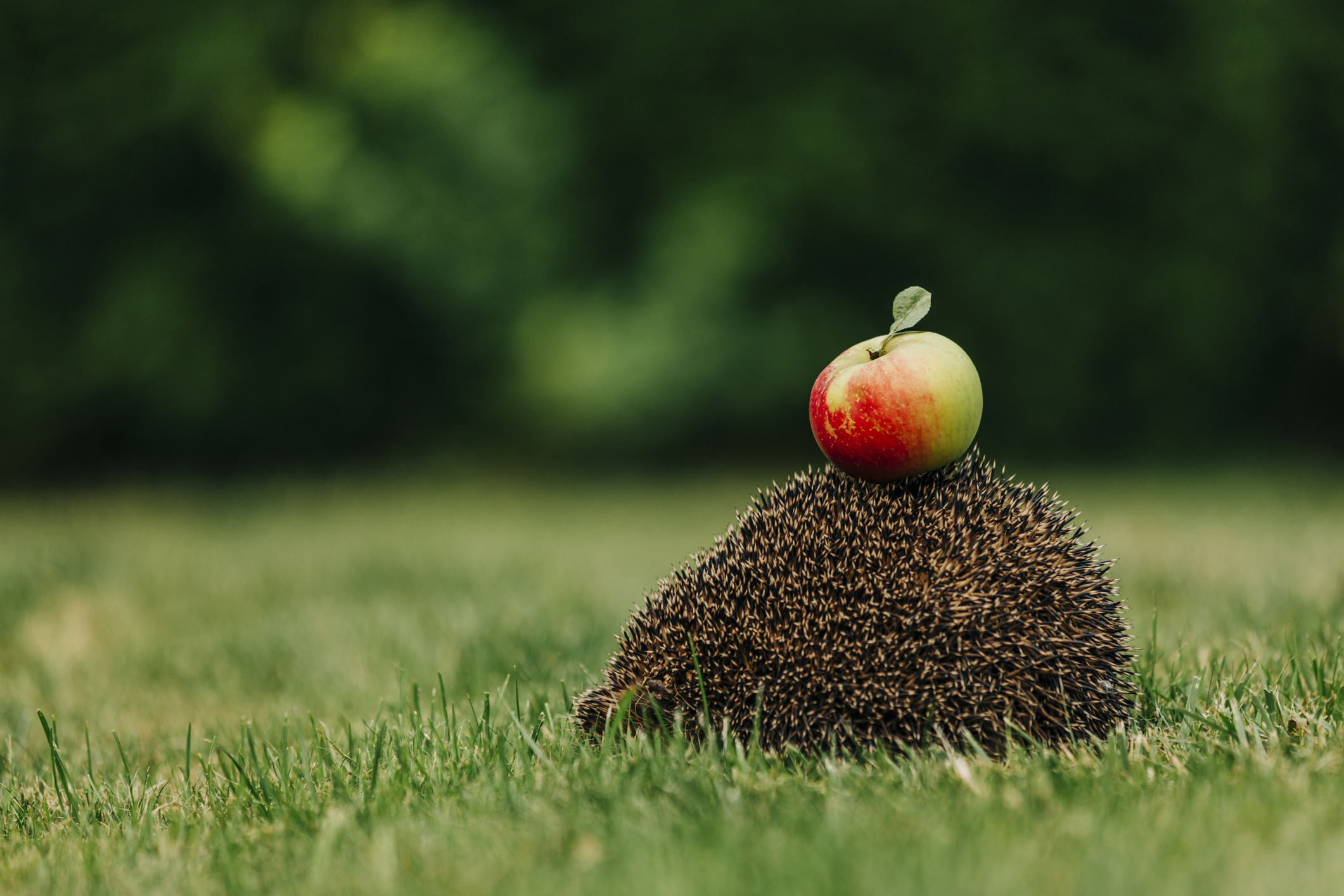 kertben, zöld fűben sündisznó, hátán almát visz
