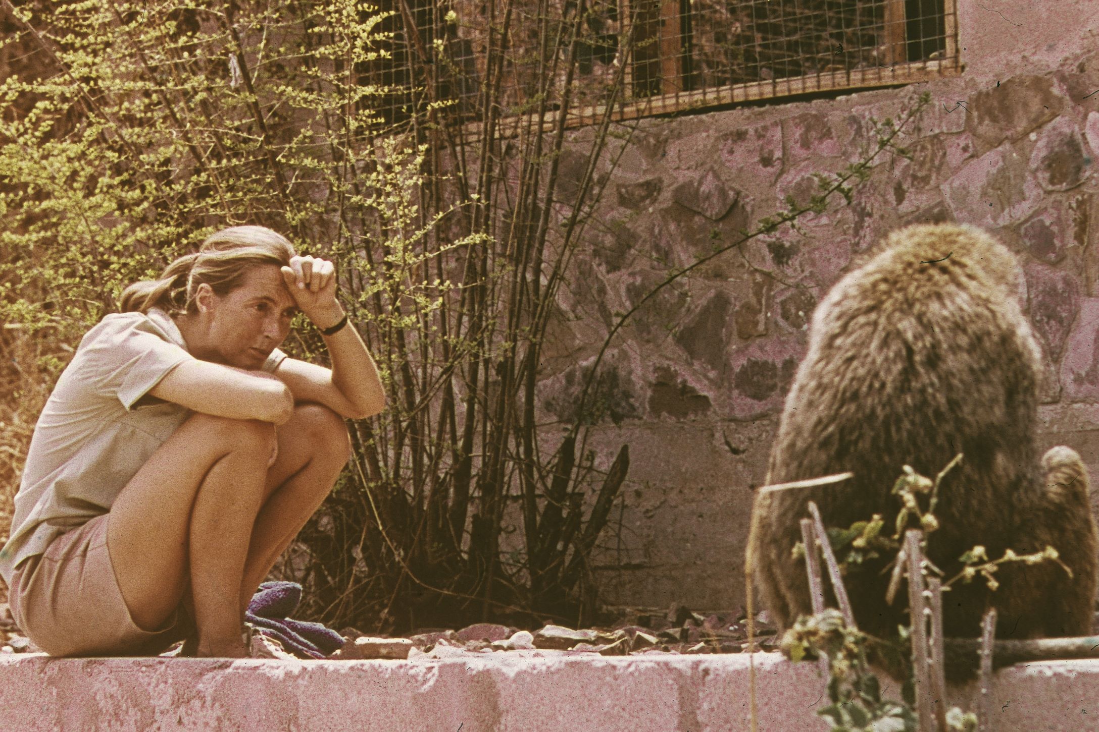 Jane Goodall 1974-ben