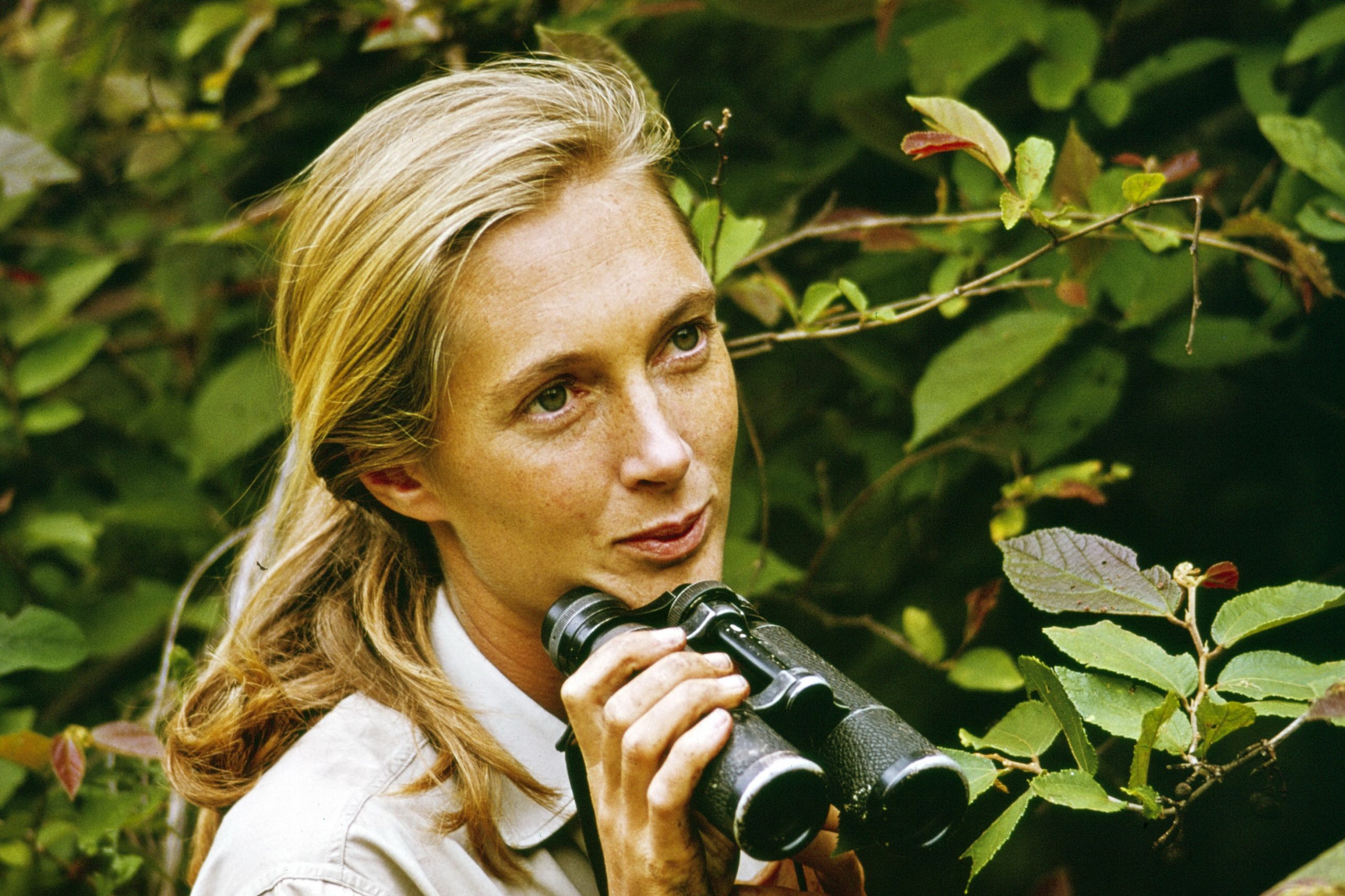Jane Goodall 1965-ben