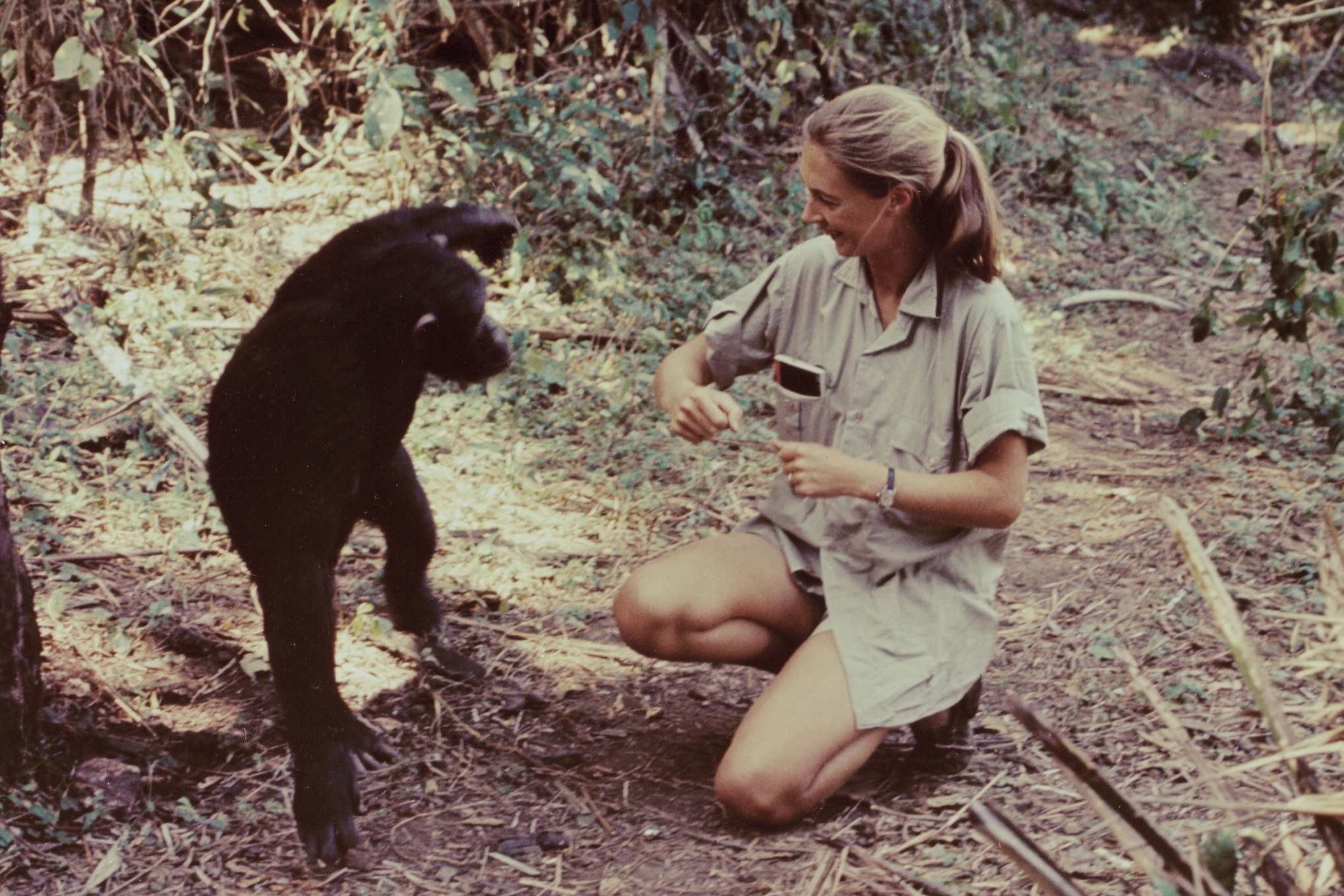 Jane Goodall 1965-ben
