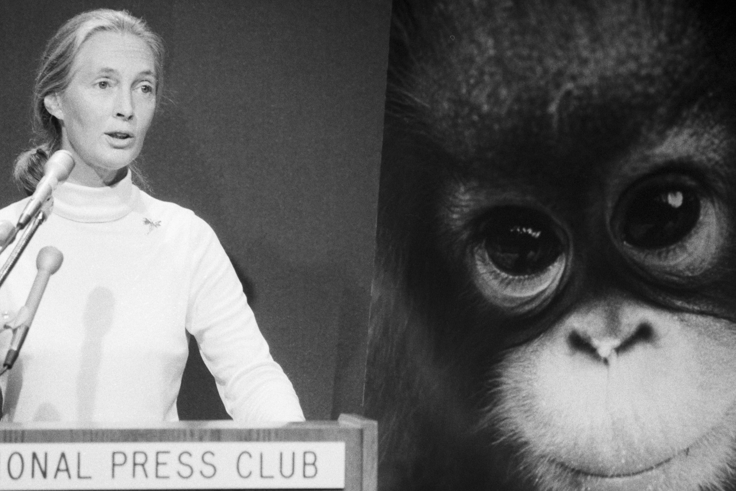 Jane Goodall 1985-ben