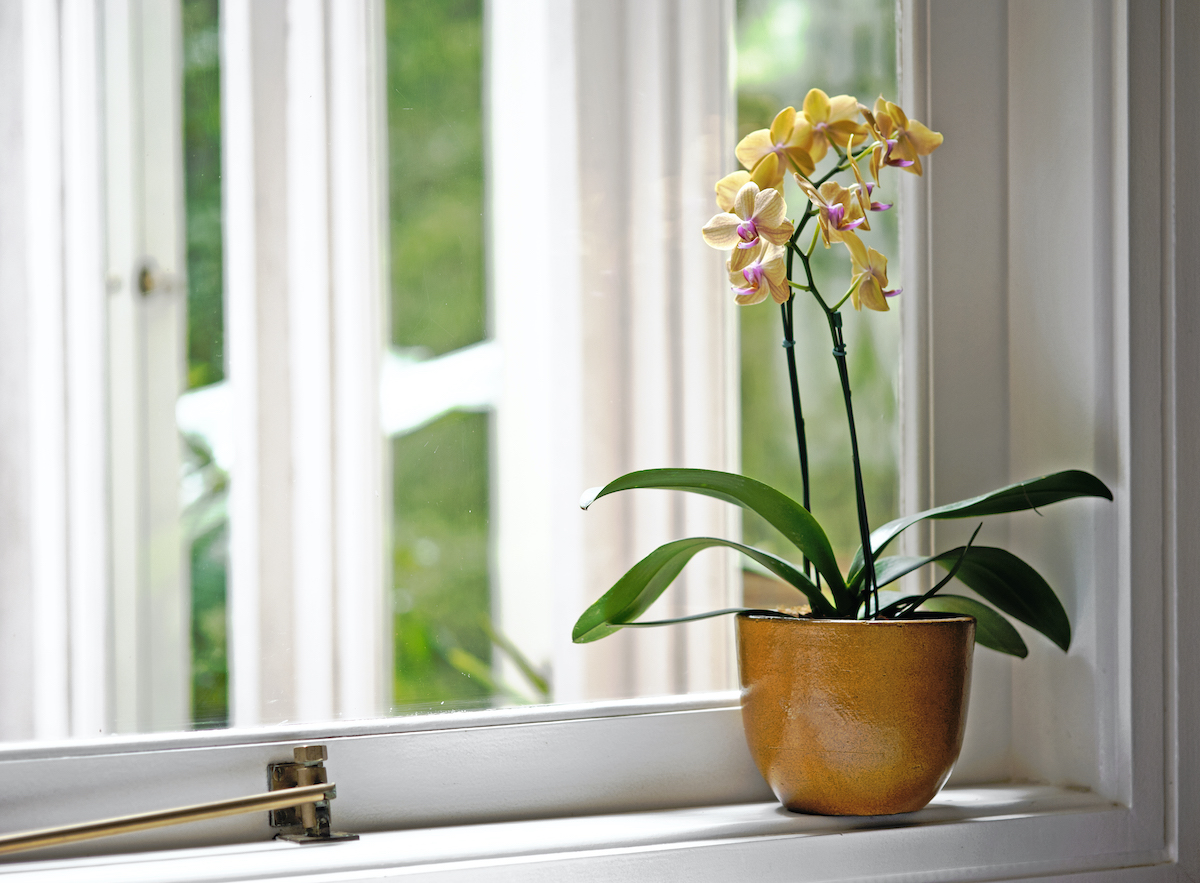 sárga orchidea ablakban