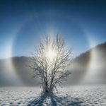 Fa áll középen a síkságon, körülötte fénykör, mögötte csillanás