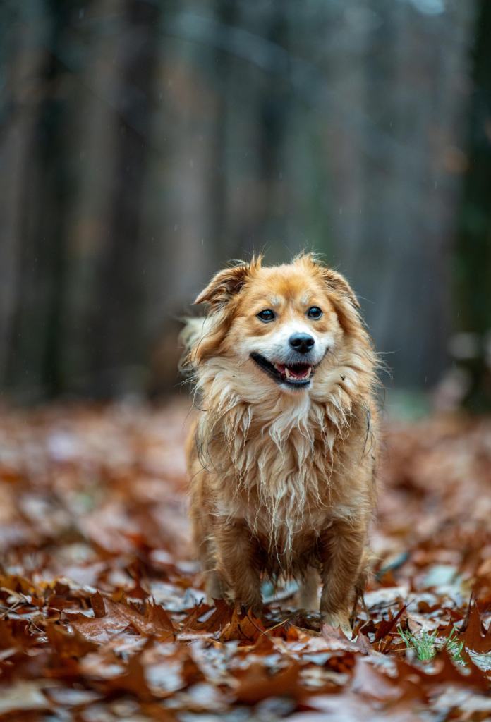 Zsemleszínű középtermetű kutya őszi erdőben, nedves bundával