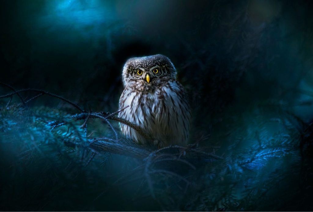 Bagoly fenyőfán éjszaka