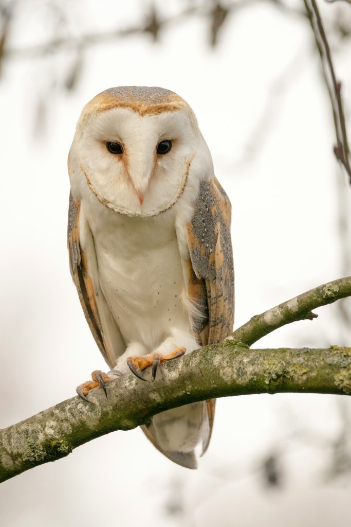 Csodaszép fehér bagoly pihen az ágon