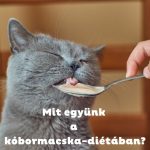 Szürke macska csukott szemmel kanálból nyal ételt