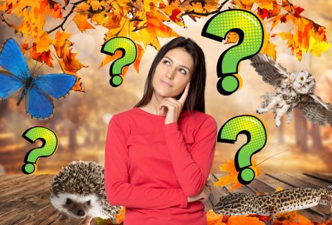 Piros pólós nő gondolkodik, őszi háttér, állatokkal körülötte, zöld kérdőjelek