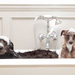 Kistestű kutyák a fürdőkádban, fürdőhabbal a fejükön