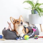 Corgi kutya a fekhelyén, körülötte kutyajátékok: labda, huzijáték, plüssök