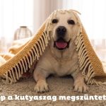 Golden retriever kutya rojtos szélű takaró alól néz ki bézs szőnyegen fekve