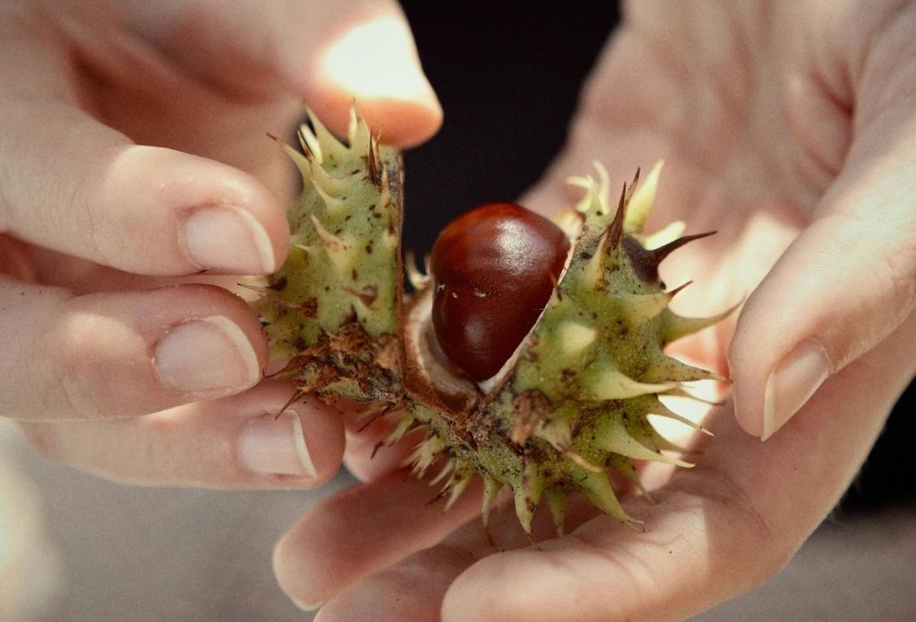 Női kéz vadgesztenyét bont ki a tüskés burokból