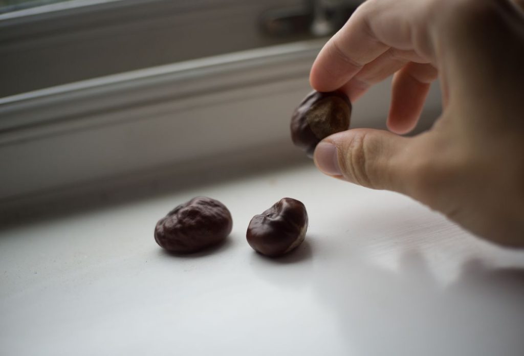 Kéz három vadgesztenyét helyez az ablakba, hogy elriassza a pókokat