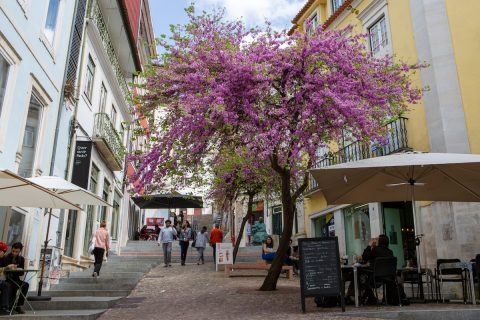 Júdásfa városi környezetben: Coimbra