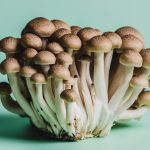 Shimeji gomba zöld háttér előtt