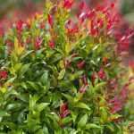 3. Lilli pilli: A lilli pilli fák fényes lombozattal rendelkeznek, amelyek bármilyen formára vághatók, a karácsonyfától kezdve a kerek formáig – amikor épp nincsenek ünnepek. Piros és zöld leveleik különösen ünnepi hangulatot kölcsönöznek nekik.