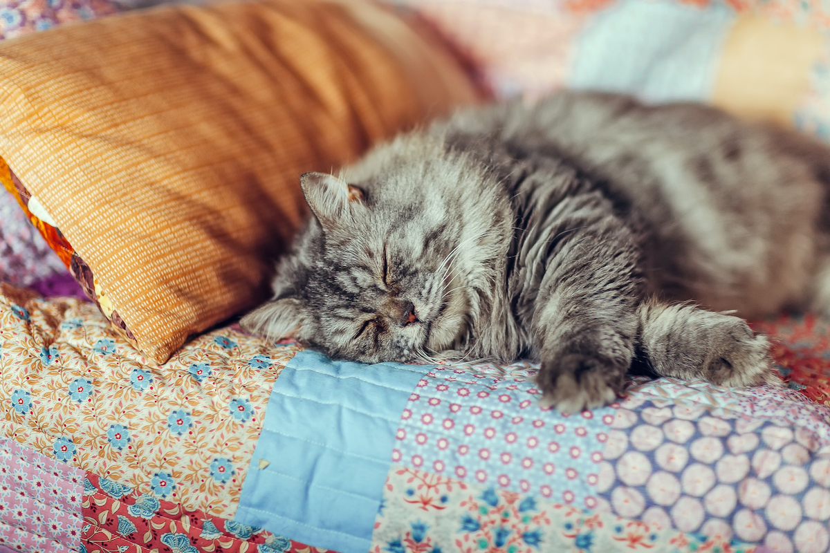 macska fekszik takarók, párnák között