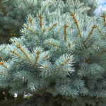 Ezüstfenyő