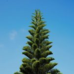 5. Norfolk-szigeti araukária: Norfolk-szigeti fenyő jól fejlődik cserépben, és néhány hétig beltérben is tartható. Vízszintes ágai ideálisak dekorációk felakasztásához. Fokozatosan ültesd át nagyobb cserepekbe, és ne ültesd a kertedbe, hacsak nincs túl nagy helyed, mivel a kifejlett fák elérhetik a 10 méteres vagy annál magasabb magasságot is!