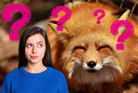 Fiatal, barna hajú nő kék kötött pulcsiban gondolkodó arccal néz, hunyorgó róka képe a háttérben, rózsaszín kérdőjelek