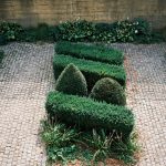 2. Puszpáng: Ez a növényt kompakt növekedésű és apró levelekkel rendelkezik, amelyek könnyen karácsonyfa alakúra metszhetők. Díszítsd piros masnikkal vagy gömbökkel, és miután elmúlt a karácsony, tedd ki a fát a szabadba, és egyszerűen metszd formára, mielőtt jövőre beköszönt a karácsony!