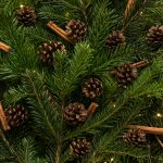 Fenyőágak