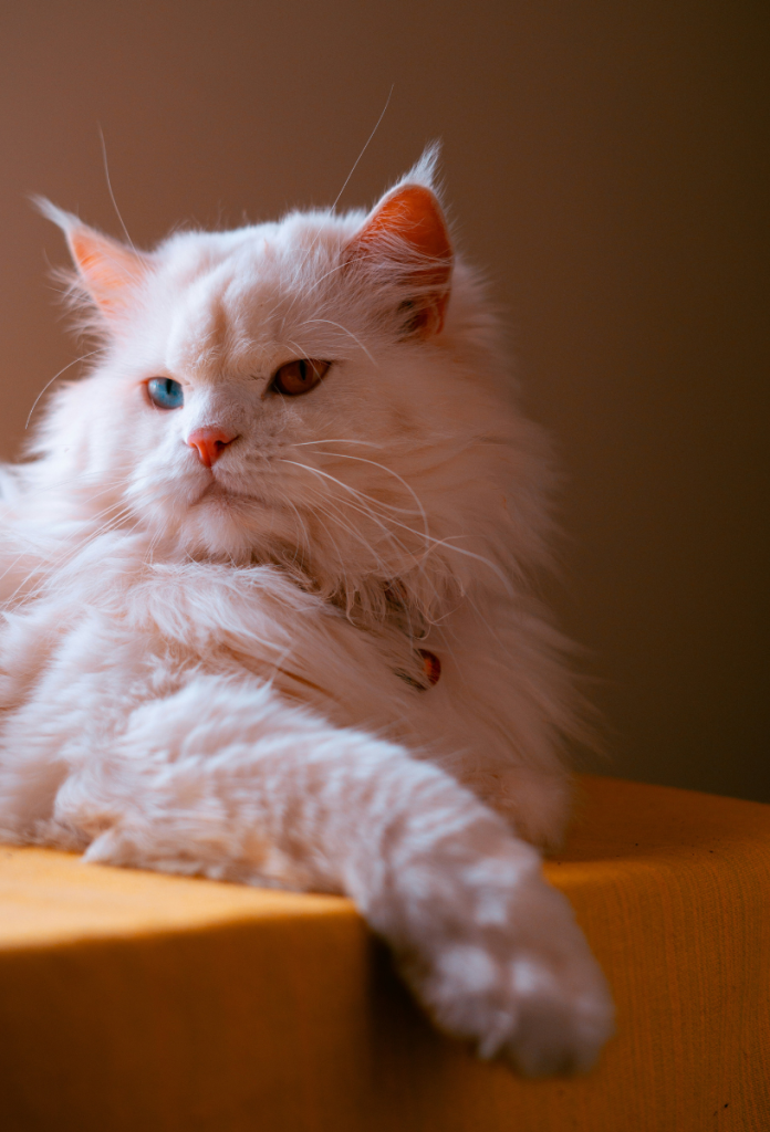 Hatalms fehér macska szigorúan néz, egyik szeme kék, másik borostyán, nyakörvvel a nyakán fekszik