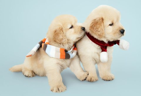 Két kölyök golden retriever nyakukon sállal