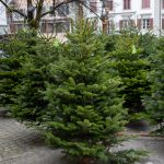 Nordmann fenyő
