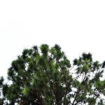 1. Wollemi fenyő: Ez a karácsonyfának való cserepes növény merev, olívazöld lombozattal rendelkezik. A wollemi fenyők sokáig elvannak cserében és mesésen mutatnak feldíszítve karácsonykor.